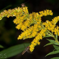 Canadian Goldenrod
